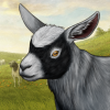 A Random Goat [Pygmy]
